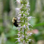 Bee visiting Anise Hyssop