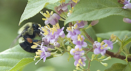 bumble_bee_home
