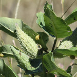 Common milkweed (A. syrica)