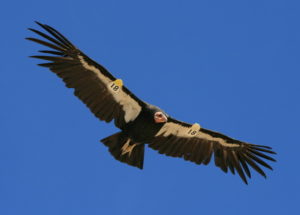 California condor