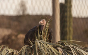 The California condor, Gymnogyps californianus, was extinct in the wild as recent as 1987, but it has been reintroduced into Arizona and Utah, including in the Grand Canyon.