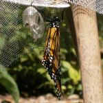 New Monarch with chryalis