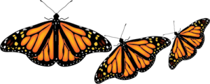 3_monarchs