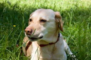 Labrador in grass