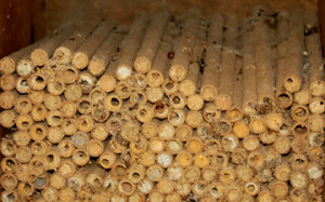 In their dorment stage, hornface bees occupy tubes in a shed/shelter. Adults emerge early in spring, are active for 3 months and return to produce the next generation.