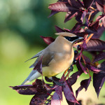 Cedar Waxwing