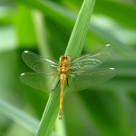 Green/yellow Dragonfly