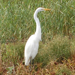 egret