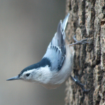 White Breasted Nuthatch. Photo by Ross Feldner