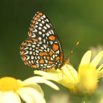 checkerspot_butterfly