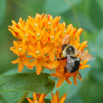 honeybee_butterfly_weed_web