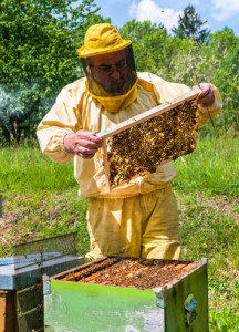 Beekeeper checking a beehive
