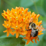 honeybee_butterfly_weed_web_crop