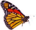 MONARCHS IN MARYLAND AND BEYOND (April 2014)